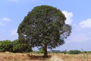 how to save trees