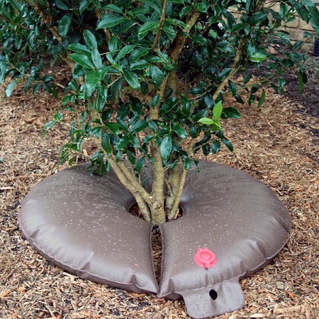 Drip bag around plant with water